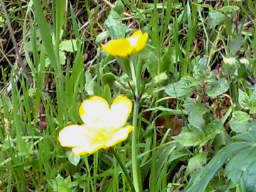 Ranunculus cfr. lanuginosus